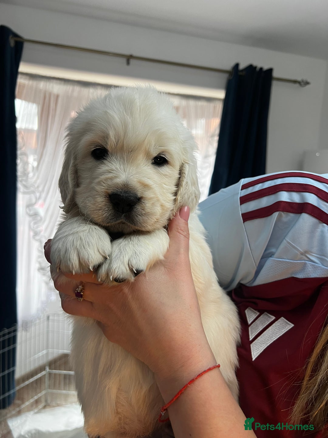 Golden Retriever dogs for sale: Golden Retriever Puppies 5 Generation Pedigree - Image 6