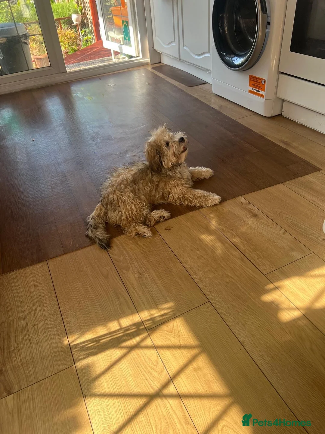Yochon dogs for sale: Beautiful 4 month old male Yochon puppy for sale  in London - Advert 2