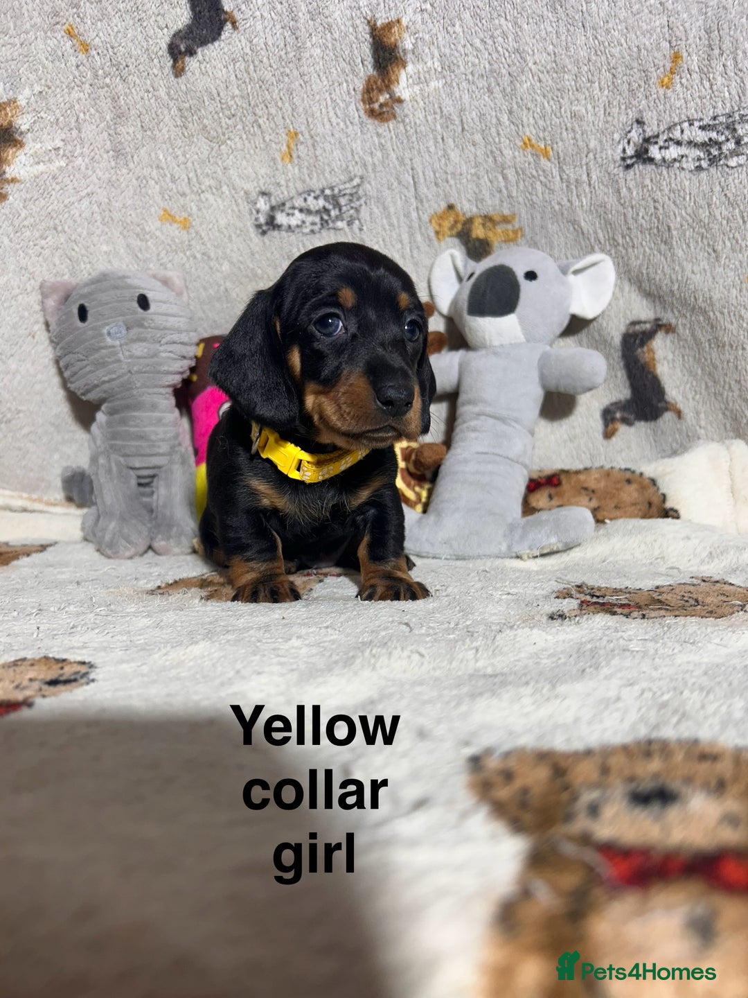 Dachshund dogs for sale: Black and Tan dachshund pups  - Advert 8