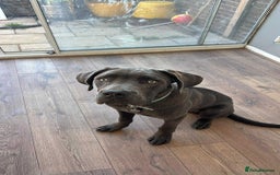 Cane Corso dogs for sale: Male corso - Advert 6