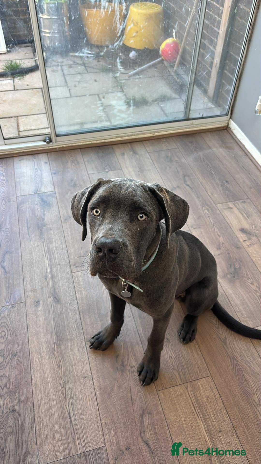 Cane Corso dogs for sale: Male corso - Advert 6