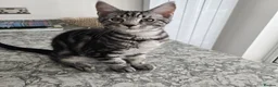 Maine Coon cats for sale: Maine coon x kittens - Advert 2