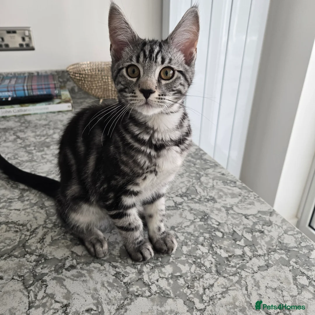 Maine Coon cats for sale: Maine coon x kittens - Advert 2