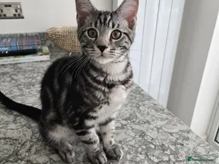 Maine Coon cats for sale: Maine Coon x kittens - Advert 2