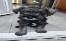 Miniature Schnauzer dogs for sale: Adorable miniature schnauzers  - Image 14