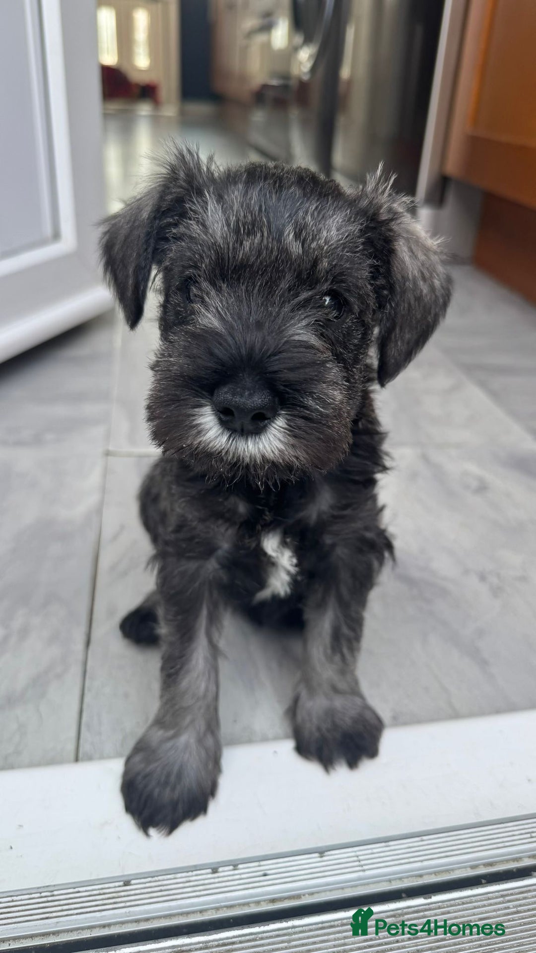Miniature Schnauzer dogs for sale: Adorable miniature schnauzers  - Image 14