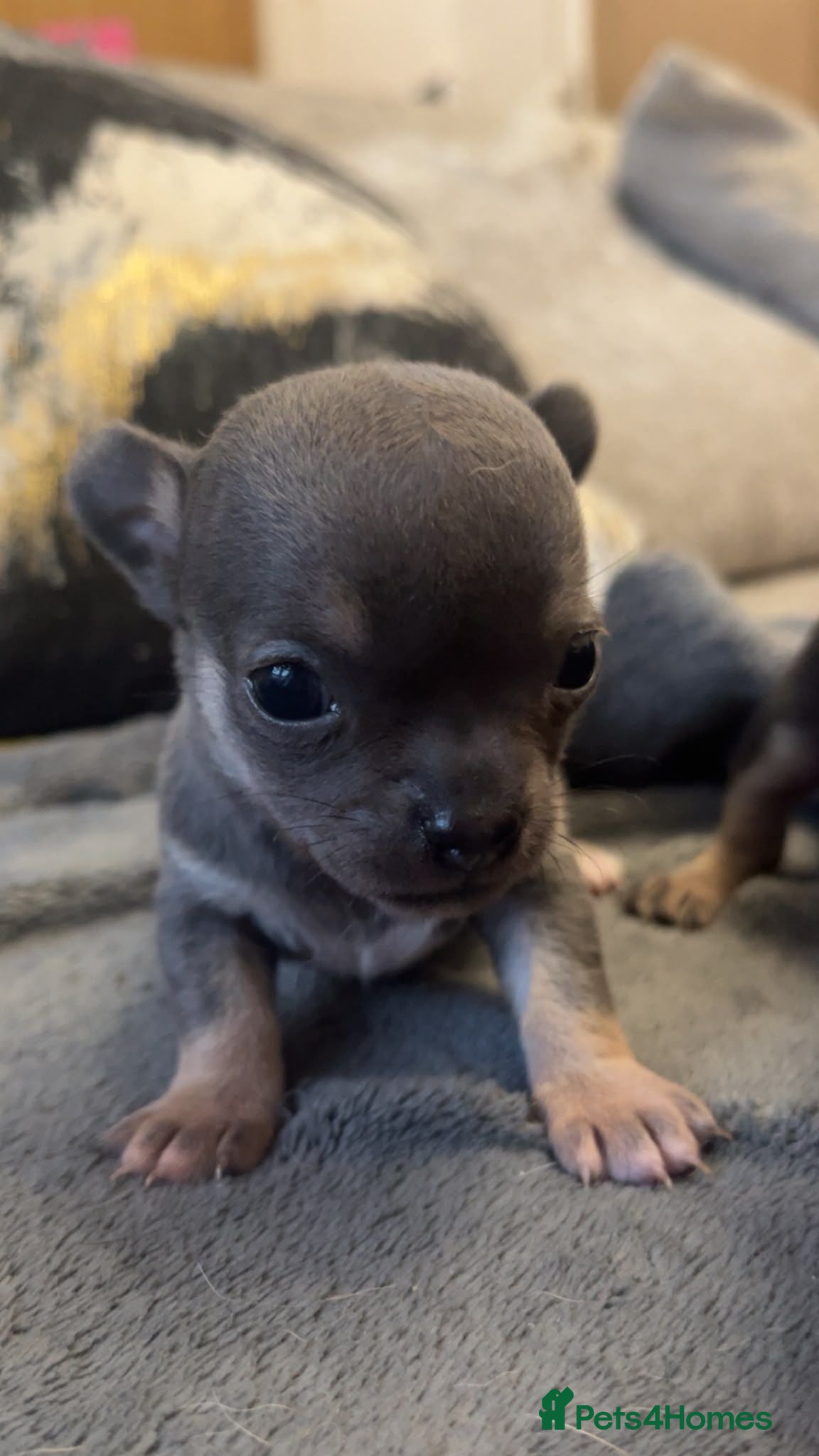 Chihuahua dogs Tiny stunning chihuahua puppies - Advert 3