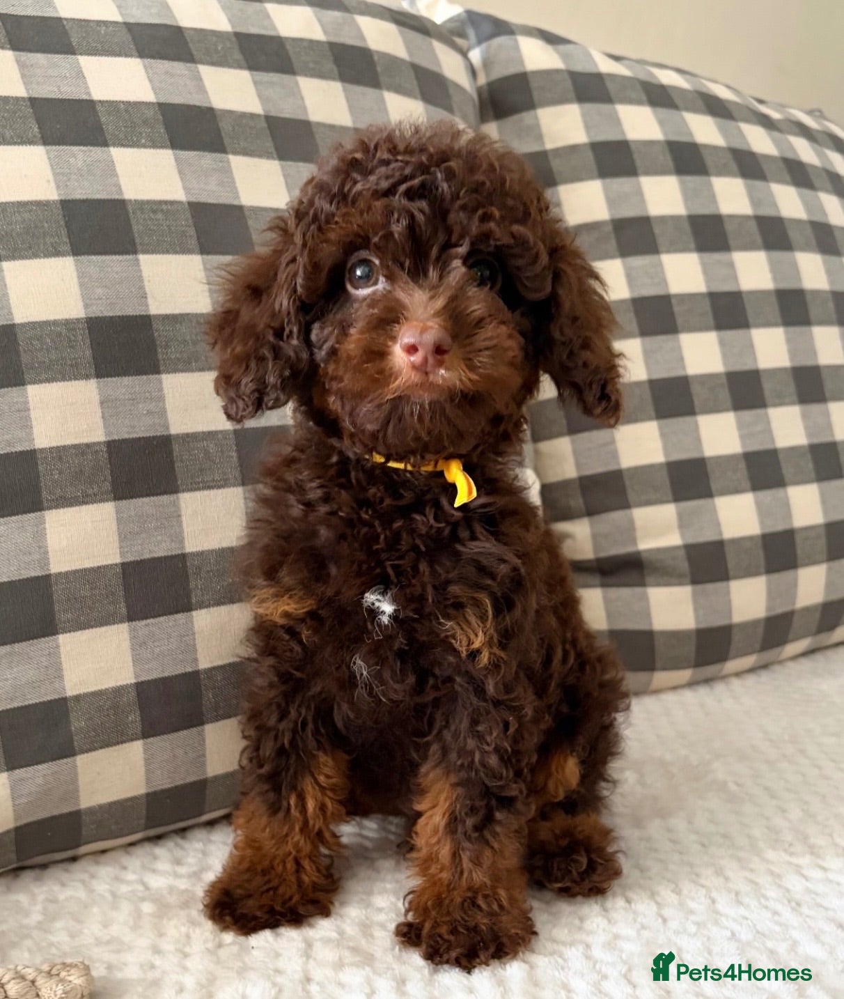 Toy Poodle dogs Health tested Toy poodle puppies  - Advert 1