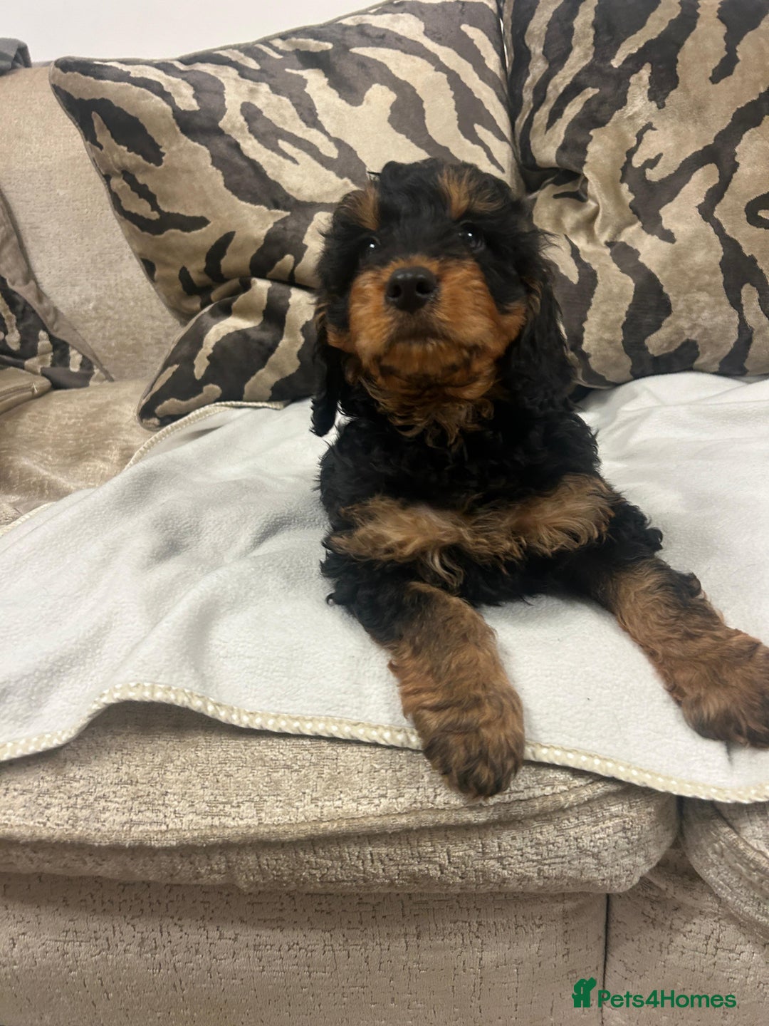 Cockapoo dogs for sale: F1 cockapoo puppies  - Image 14