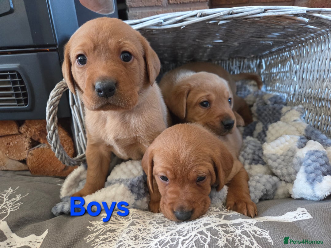 Labrador Retriever dogs for sale: Stunning Red fox labrador puppies  - Advert 33