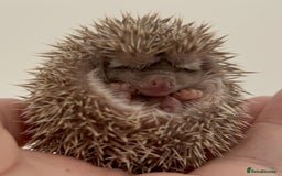 Pygmy Hedgehog rodents for sale: Ethically Bred African Pygmy Hedgehog 2 girls  - Advert 17