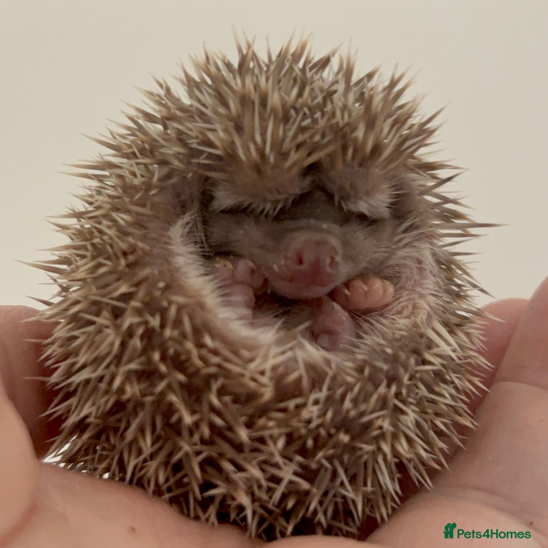 Pygmy Hedgehog rodents for sale: Ethically Bred African Pygmy Hedgehog 2 girls  - Advert 17