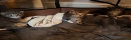 Maine Coon cats for sale: 3 adorable full Maine coon kittens - Advert 2