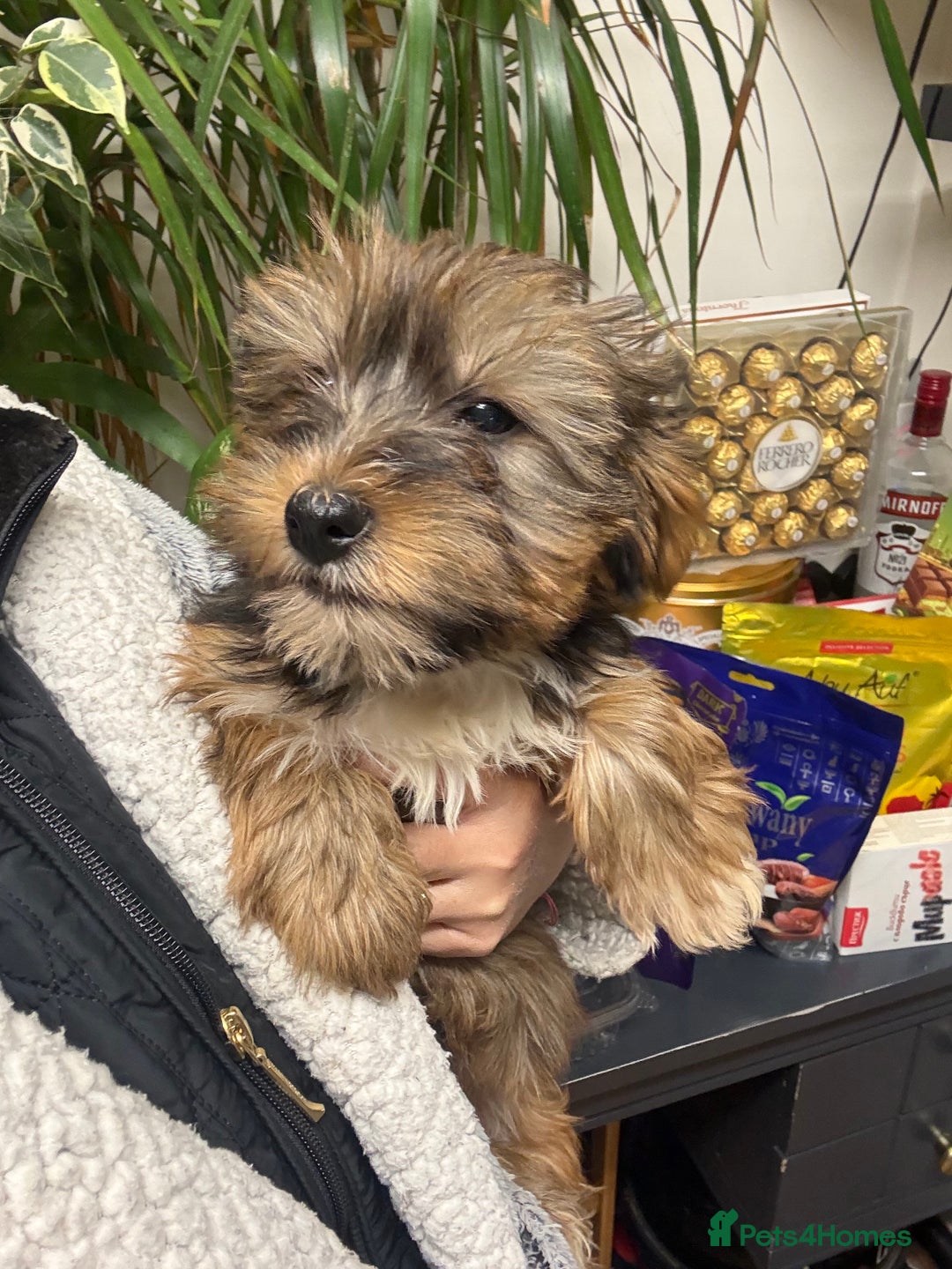 Yorkshire Terrier dogs for sale: Yorkshire Terrier  - Advert 32