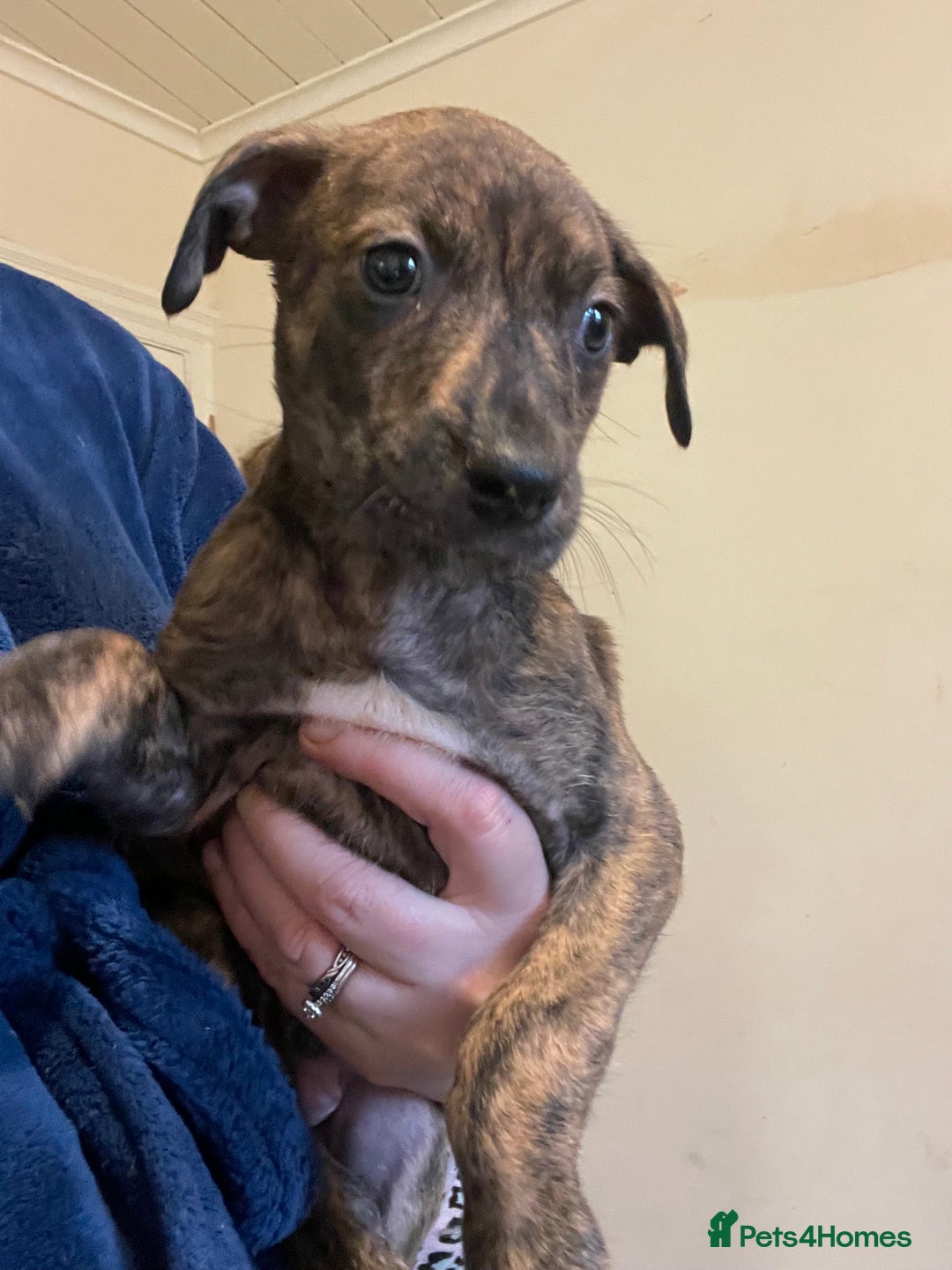 Lurcher dogs for sale: Greyhound/deerhound brindle lurchers - Advert 33