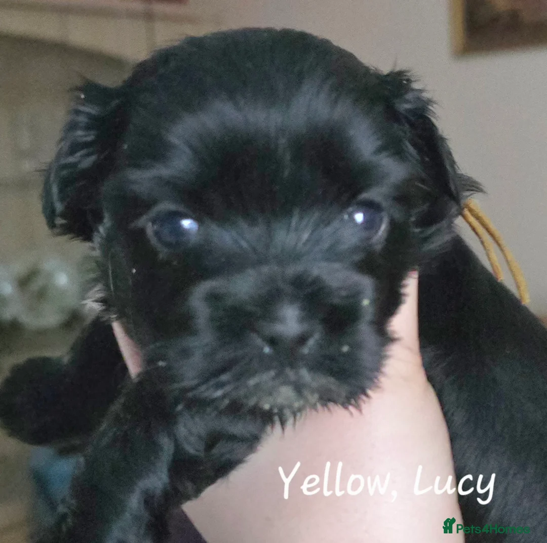 Havanese dogs for sale: The Dog of the 21st Century! in Haverfordwest - Advert 10