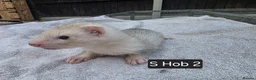 Ferret rodents for sale: Full, Semi & Half Angora Kits - Advert 9