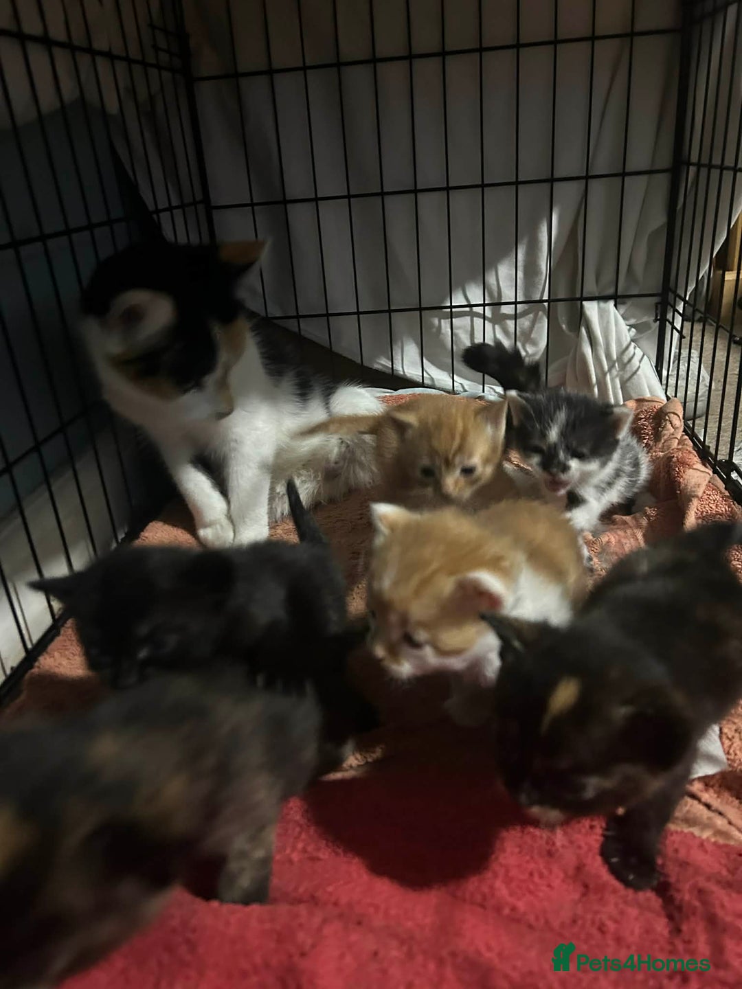 Mixed Breed birds for sale: Loving kittens - Advert 8