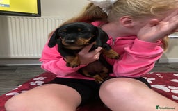 Dachshund dogs for sale: Dachshund Girl Puppies Absolutely Gorgeous  - Image 7