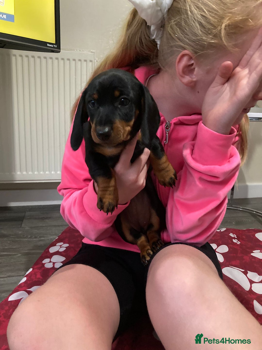 Dachshund dogs for sale: Dachshund Girl Puppies Absolutely Gorgeous  - Image 7