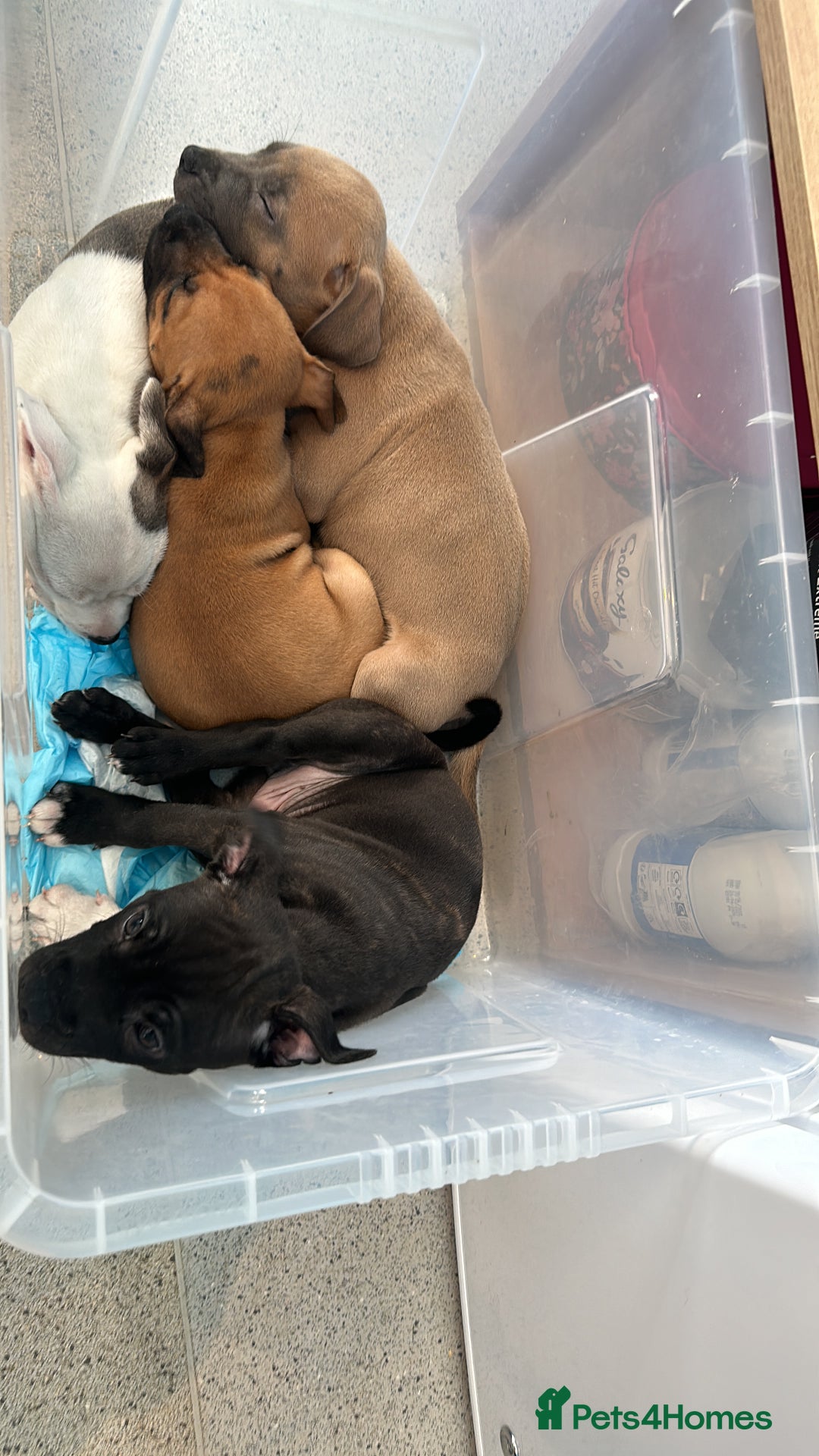 Staffordshire Bull Terrier dogs for sale: 1 puppy left Outstanding dual breeding  - Image 28