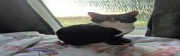 Mixed Breed cats for sale: X4 tuxedo Dolli mix  - Advert 1