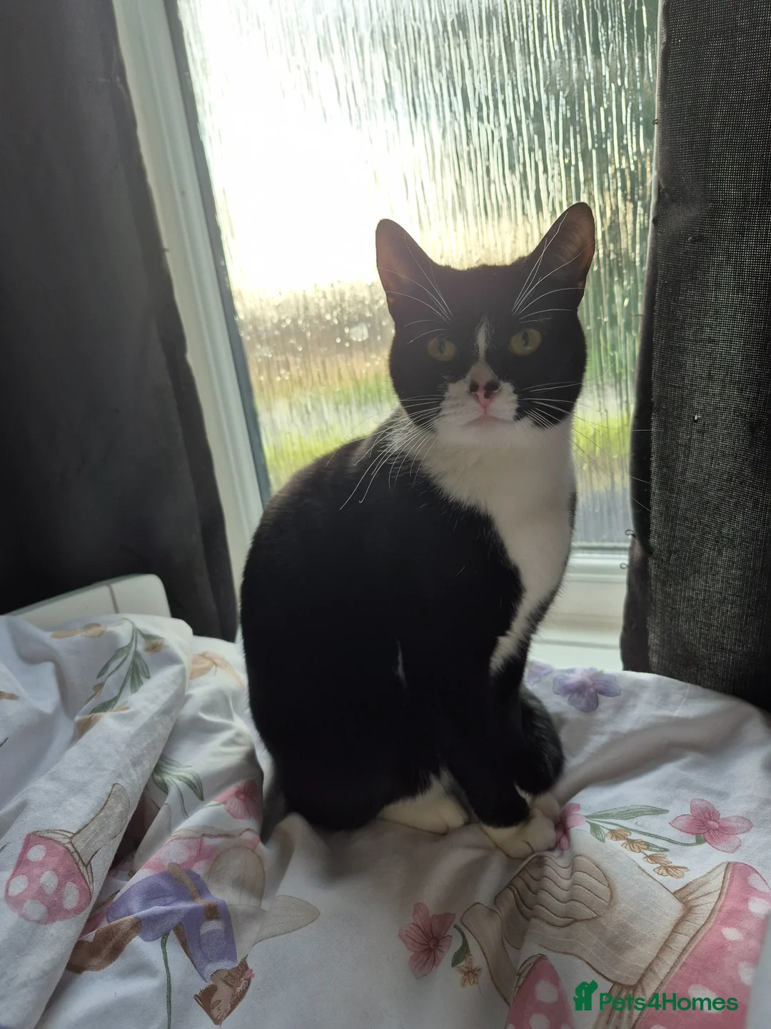 Mixed Breed cats for sale: X4 tuxedo Dolli mix  - Advert 1