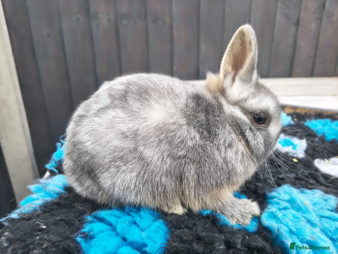 Netherland Dwarf rabbits for sale: 2 beautiful Netherland dwarf babies  - Advert 2