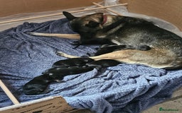 Belgian Shepherd Dog dogs for sale:  Belgian malinois  - Image 8