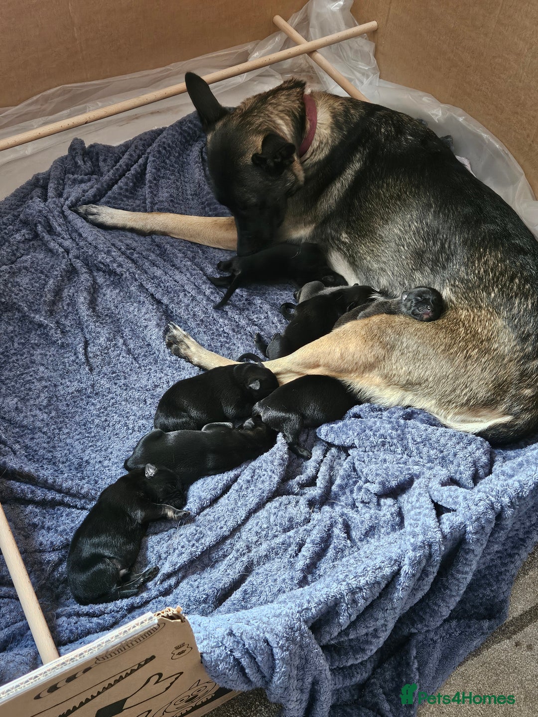 Belgian Shepherd Dog dogs for sale:  Belgian malinois  - Image 8