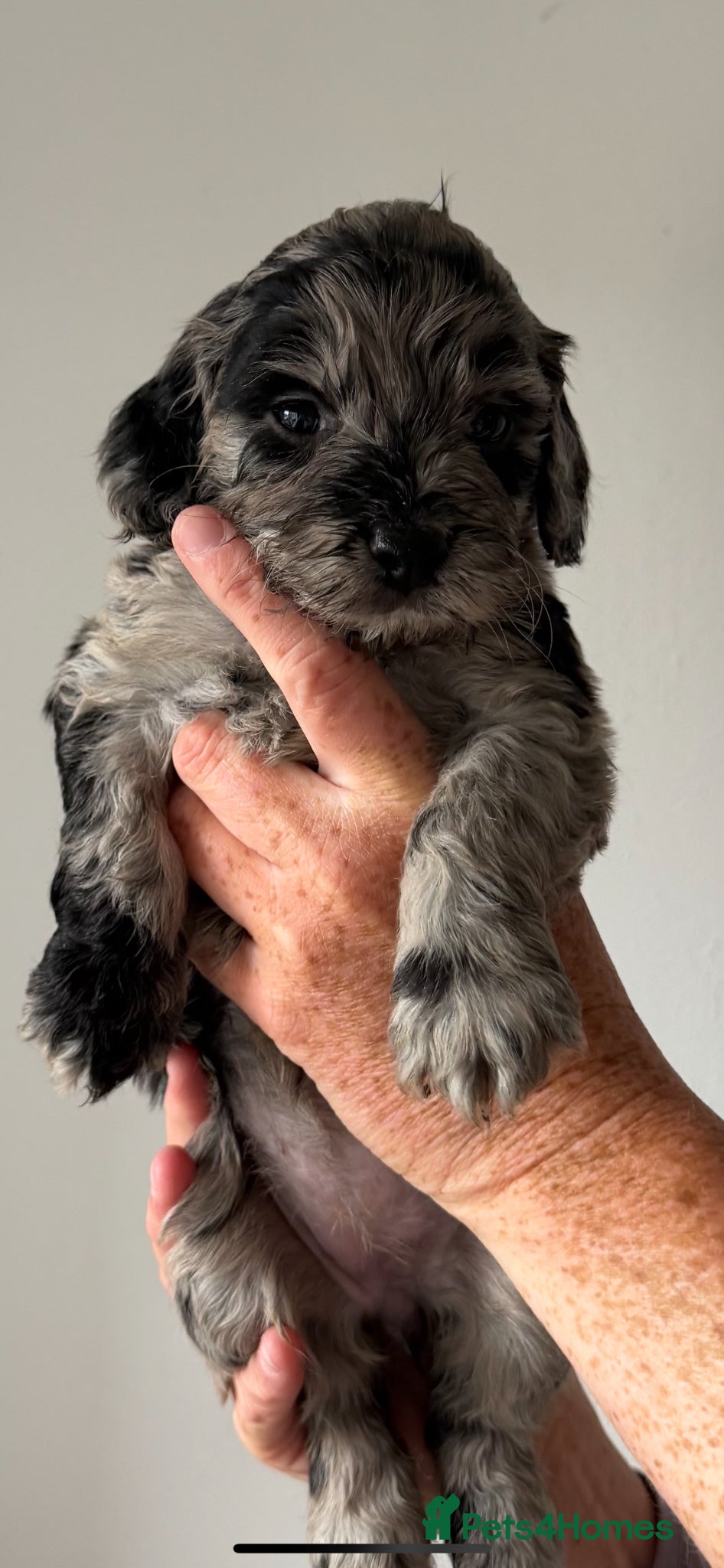 Cockapoo dogs Cockerpoo Puppies - Advert 1