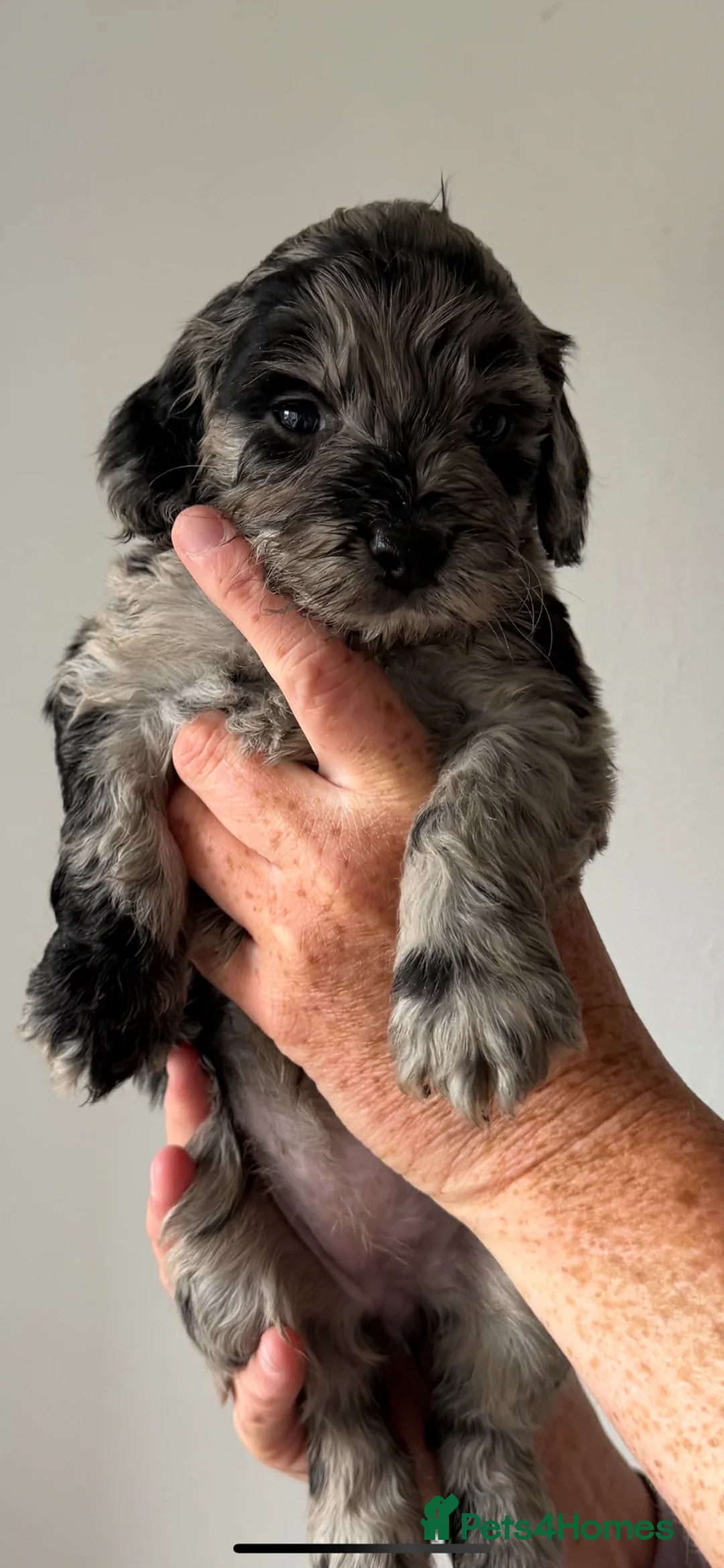 Cockapoo dogs for sale: Cockerpoo Puppies - Advert 1