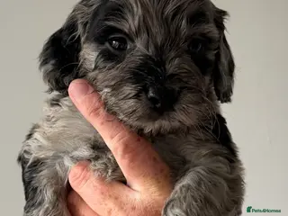 Cockapoo dogs Cockerpoo Puppies - Advert 1