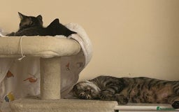 Mixed Breed cats for sale: Precious Fur Babies - Image 3