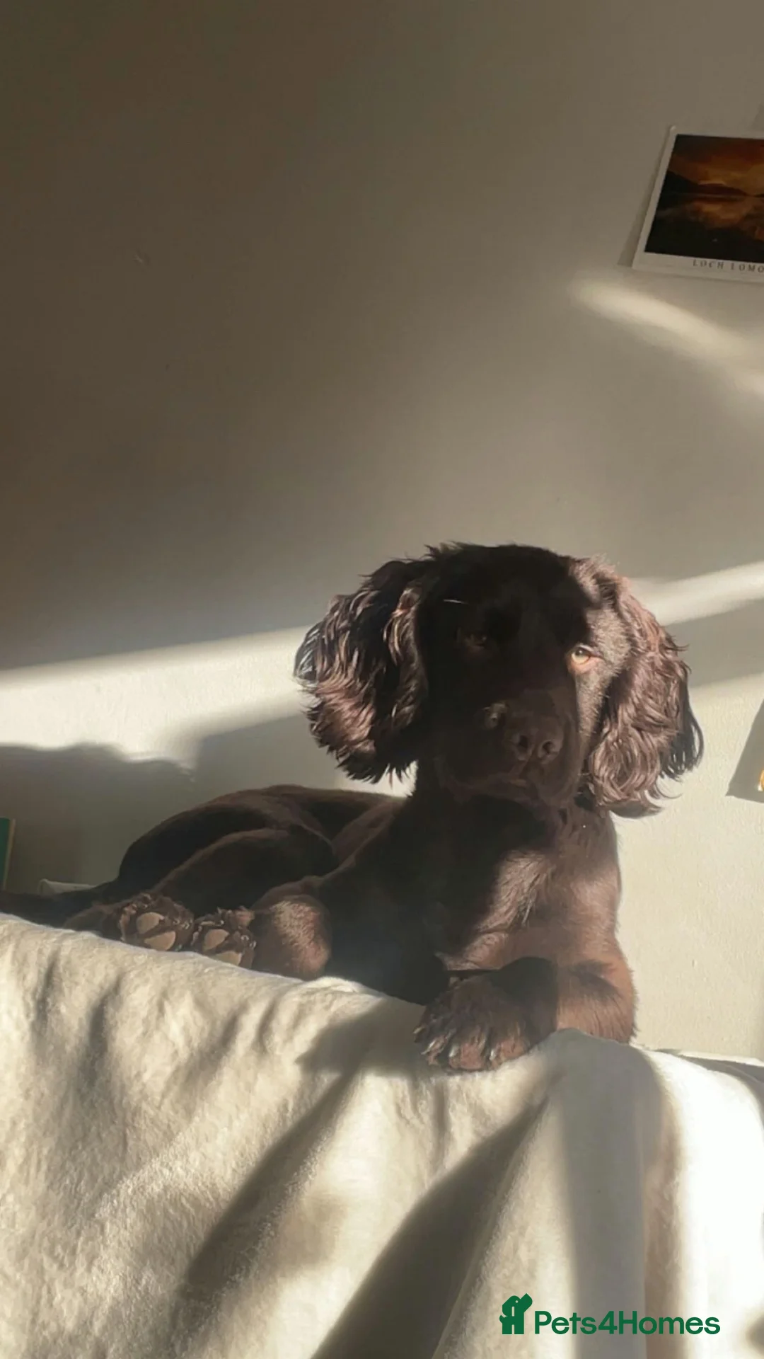 Cocker Spaniel dogs for stud: KC registered working line cocker spaniel stud in Burton-on-Trent - Advert 2