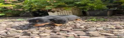 Dachshund dogs for sale: Long hair dachshunds  - Advert 4