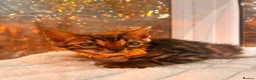 Bengal cats for sale: 💕 GORGEOUS PURE BENGAL KITTENS READY FOR HOMES!  - Advert 36