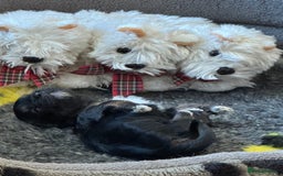 Havanese dogs for sale: Havanese Puppies For Sale - Advert 1