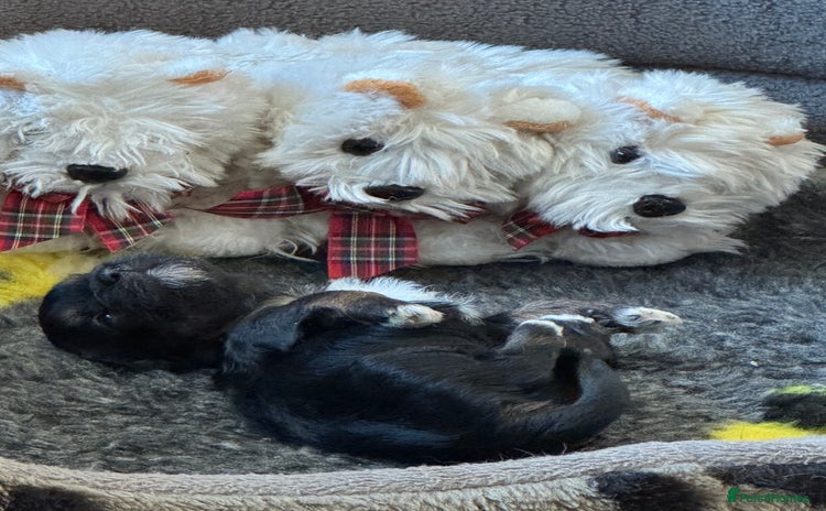 Havanese dogs Havanese Puppies For Sale - Advert 8