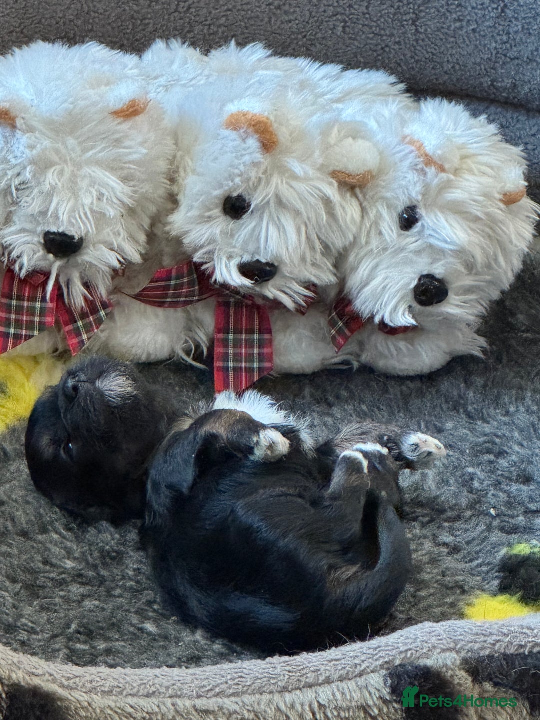 Havanese dogs for sale: Havanese Puppies For Sale - Advert 1