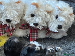 Havanese dogs Havanese Puppies For Sale - Advert 18