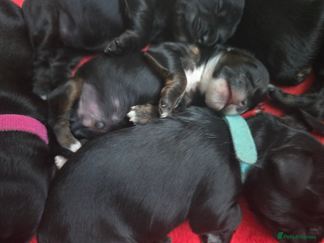 Cockapoo dogs for sale: Stunning American Cockapoos  - Image 21