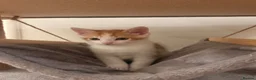 Domestic Shorthair cats for sale: Ginger and white male kitten - Advert 4