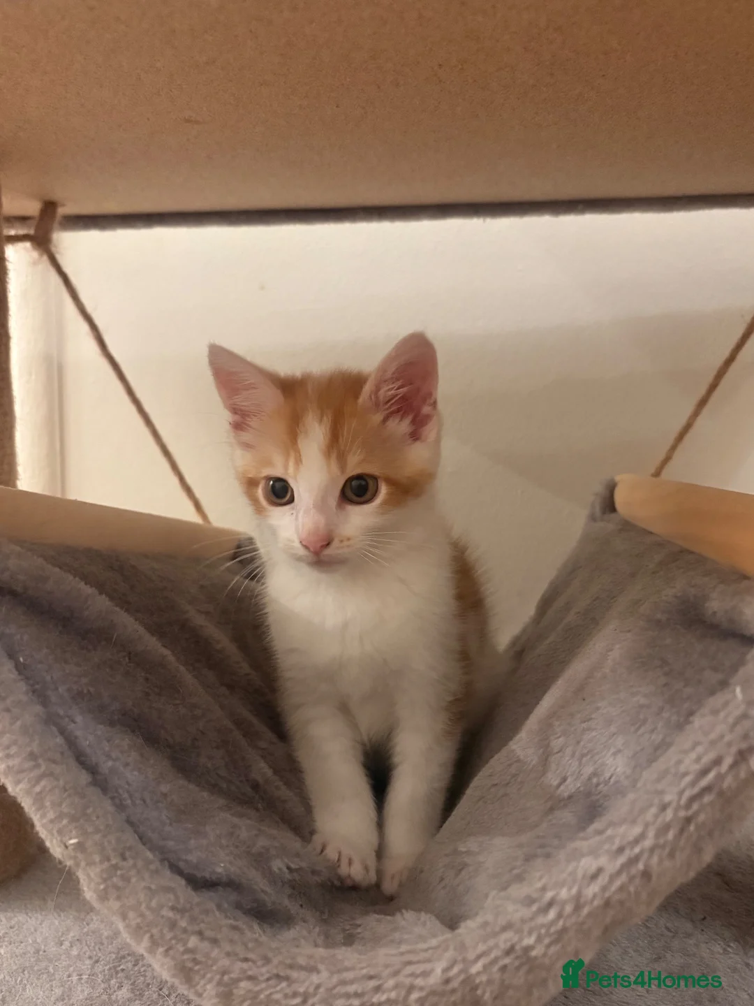 Domestic Shorthair cats for sale: Ginger and white male kitten - Advert 4