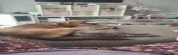 Mixed Breed dogs for adoption: Meet Tinkerbelle, currently residing in Essex in Rayleigh - Advert 5