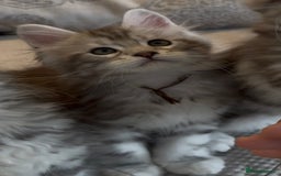 Maine Coon cats for sale: Outstanding pedigree kittens - Image 15