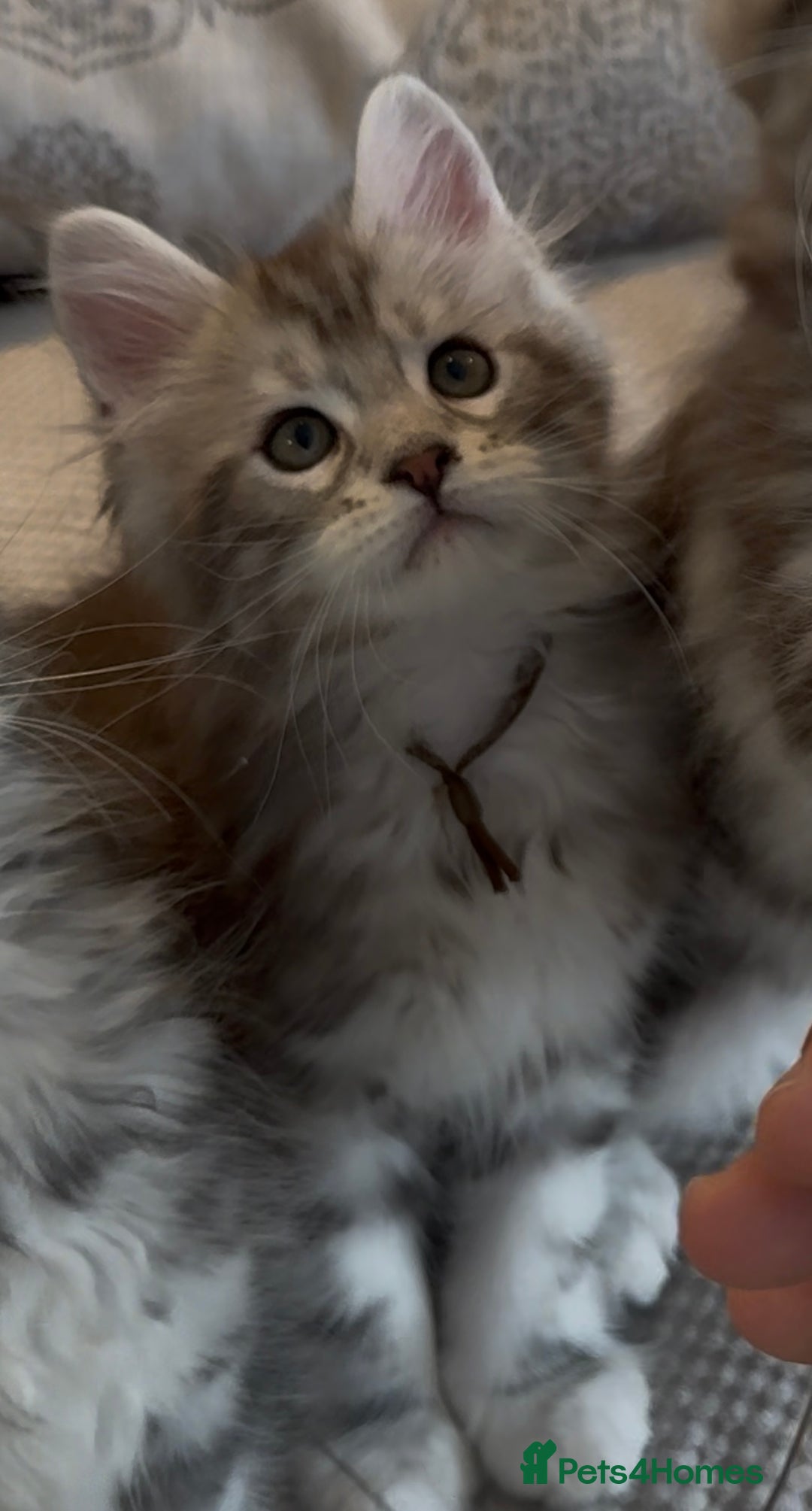 Maine Coon cats for sale: Outstanding pedigree kittens - Image 15