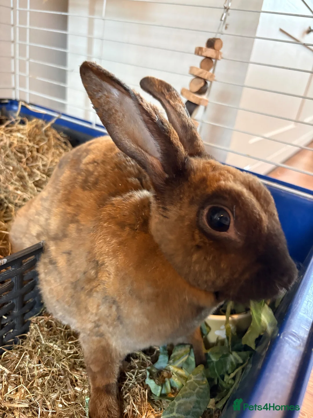 Rex rabbits for sale: Black Otter Mini Rex Bunnies  - Advert 19