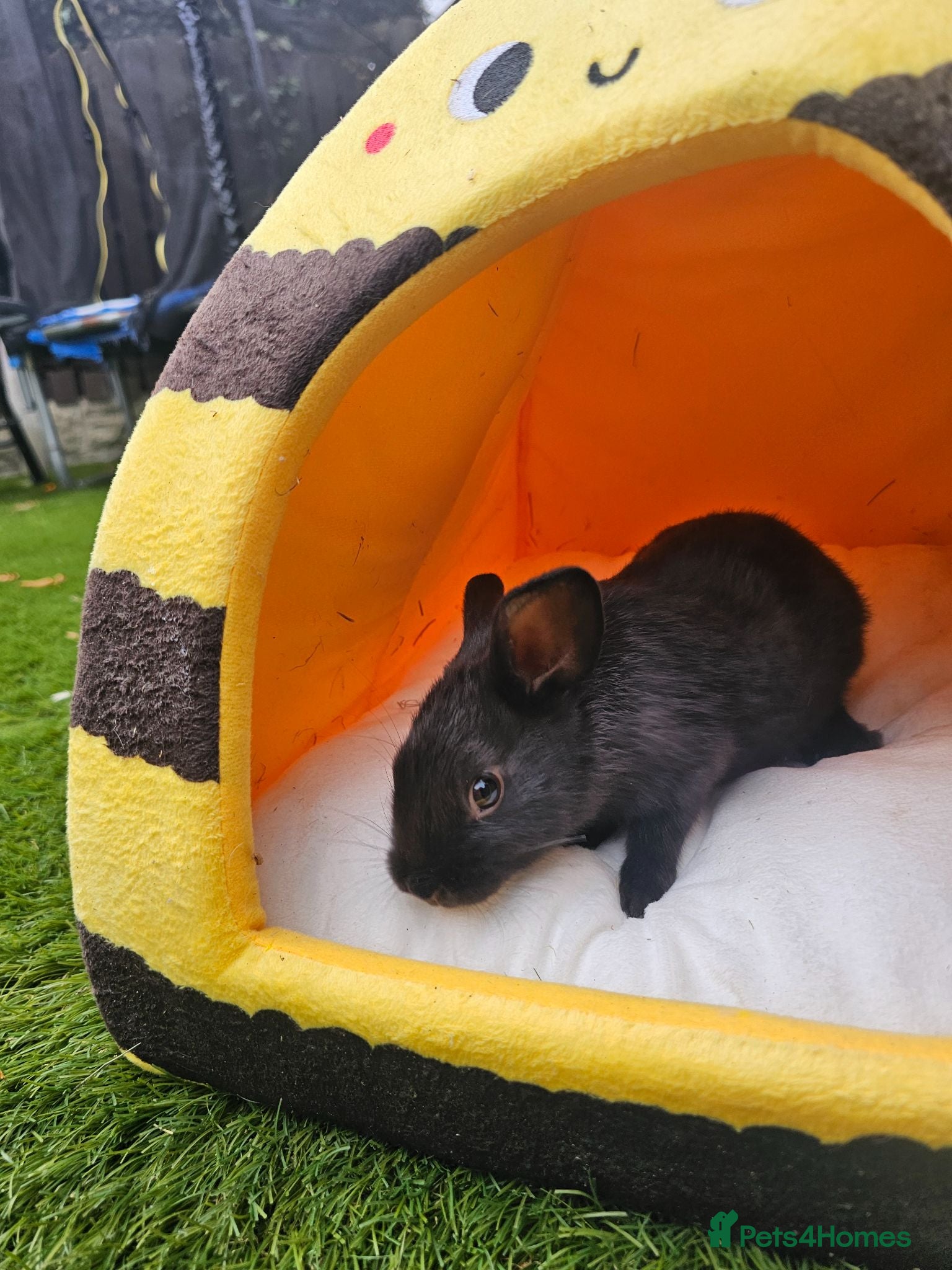 Netherland Dwarf rabbits Baby bunny - Advert 5