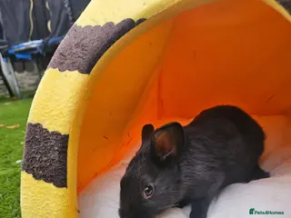 Netherland Dwarf rabbits Baby bunny - Advert 5